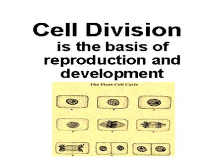 Cell Division Mitosis replaces worn-out old cells with fresh new duplicates.