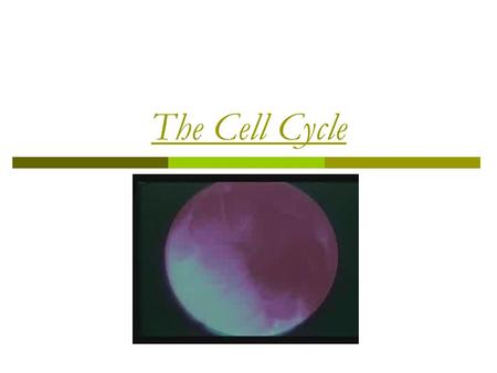 The Cell Cycle. The Life of a Cell  Cells pass through different stages in their lives  These stages = Cell Cycle  Begins when cell forms, and ends.