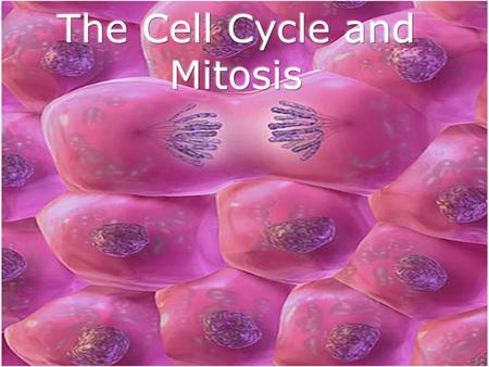 The Cell Cycle Every hour, approximately 1 billion of your cells die – but approximately 1 billion cells are created in a process of cell division called.