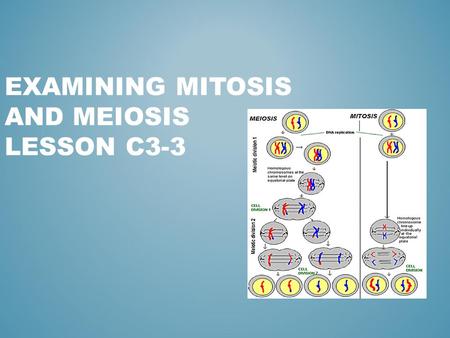 EXAMINING MITOSIS AND MEIOSIS LESSON C3-3. MS‐LS2‐4. Construct an argument supported by empirical evidence that changes to physical or biological components.