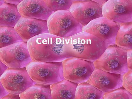 Cell Division. Outline Cells Review What is cell division? The Cell Cycle Interphase Mitosis 4 Steps of Mitosis Results of Mitosis Meiosis 8 Steps of.