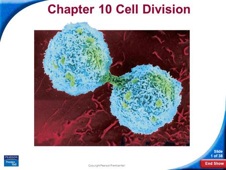 End Show Slide 1 of 38 Copyright Pearson Prentice Hall Chapter 10 Cell Division.