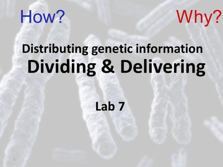 1 Dividing & Delivering Distributing genetic information How?Why? Lab 7.