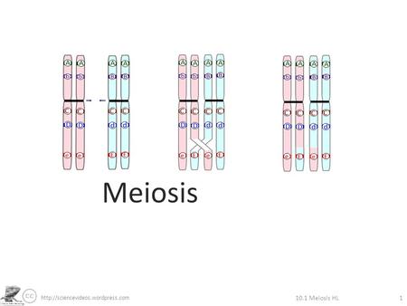10.1 Meiosis HL1.