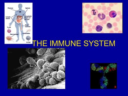 THE IMMUNE SYSTEM. Do It NOW!!! Quiz!!!! During WANTV: In biological systems, structure and function are related. Describe the structure of the nephron.