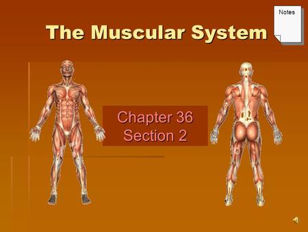The Muscular System Chapter 36 Section 2 Notes