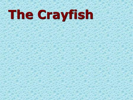 The Crayfish. Common name Crayfish PhylumArthropoda; subphylum Crustacea Body Plan Organization Level Organ-systems Symmetry Bilateral Cephalization Present.