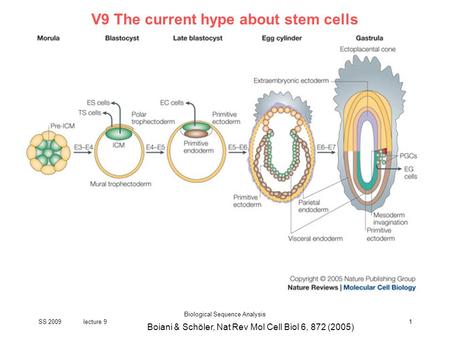 SS 2009lecture 9 Biological Sequence Analysis 1 V9 The current hype about stem cells Boiani & Schöler, Nat Rev Mol Cell Biol 6, 872 (2005)