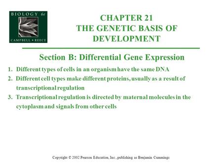 CHAPTER 21 THE GENETIC BASIS OF DEVELOPMENT Copyright © 2002 Pearson Education, Inc., publishing as Benjamin Cummings Section B: Differential Gene Expression.