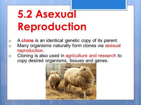5.2 Asexual Reproduction A clone is an identical genetic copy of its parent. Many organisms naturally form clones via asexual reproduction. Cloning is.