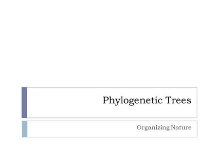 Phylogenetic Trees Organizing Nature. Clarification 7.2 7.3  Analyze and make sense of phylogenetic trees  E.g. determine relationships, common ancestry,