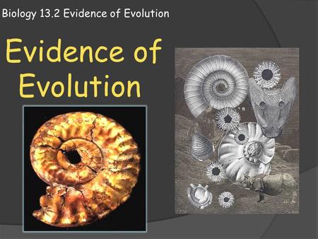 Biology 13.2 Evidence of Evolution