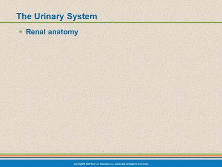 Copyright © 2009 Pearson Education, Inc., publishing as Benjamin Cummings The Urinary System  Renal anatomy.