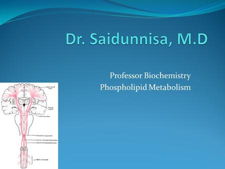 Professor Biochemistry Phospholipid Metabolism. Learning Objectives At the end of the session the student shall be able to: 1. Define phospholipids and.