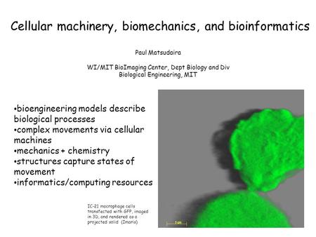 Paul Matsudaira WI/MIT BioImaging Center, Dept Biology and Div Biological Engineering, MIT Cellular machinery, biomechanics, and bioinformatics IC-21 macrophage.