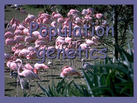 Population genetics. In the early 1900’s the science of population genetics was born.In the early 1900’s the science of population genetics was born.