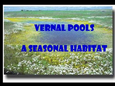 Vernal Pools a seasonal habitat. What is a Vernal Pool? A temporary spring pond that forms in a depression over a layer of clay soil. Only full during.