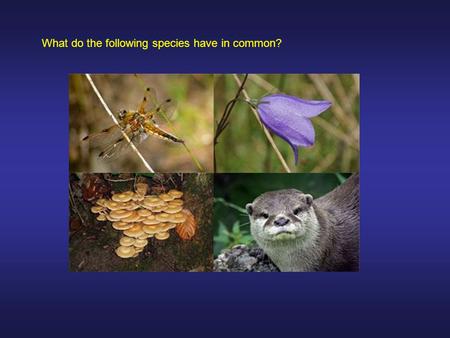 What do the following species have in common?. Let’s visualise a pond dip.