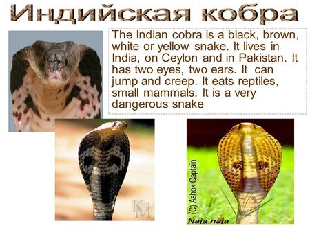 The Indian cobra is a black, brown, white or yellow snake. It lives in India, on Ceylon and in Pakistan. It has two eyes, two ears. It can jump and creep.