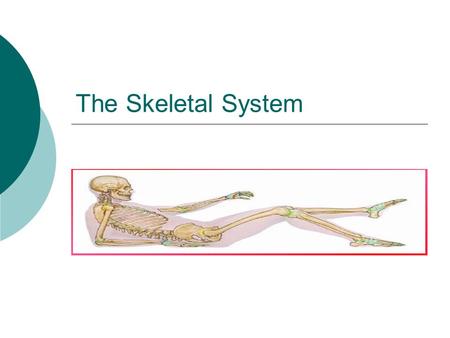The Skeletal System. Types of skeletons  Exoskeleton: outside the body Arthropods (lobster)  Endoskeleton: Inside the body Vertebrates such as humans.