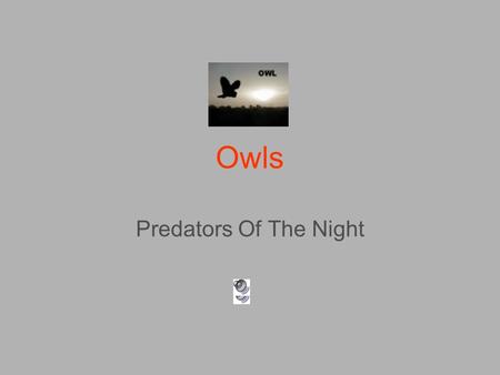 Owls Predators Of The Night.