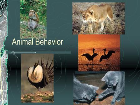 Animal Behavior Why do animals move? To stalk for food Climb for food Fighting for territory mating migration.