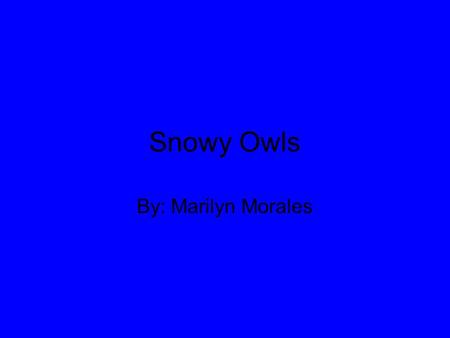 Snowy Owls By: Marilyn Morales. Table of Contents Snowy Owls Where do snowy owls? What do snowy owls live? What do snowy owls eat? How big is the… Behavior.