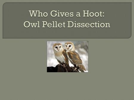  Learn background information and adaptations that make owls top level consumers.  Successfully dissect, identify, and reconstruct the remains of owl.