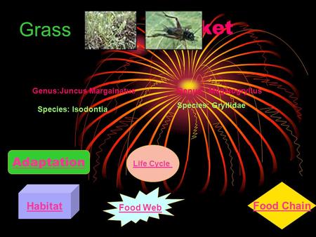 Cricket Adaptation Food Chain Genus: Megalogryllus Species: Gryllidae Grass Genus:Juncus Margainatus Species: Isodontia Habitat Life Cycle Food Web.