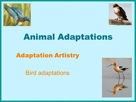 Adaptation Artistry Bird adaptations