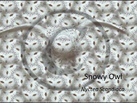 Snowy Owl Nyctea Scandiaca.