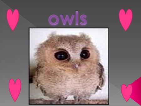  Owls have to swallow their small bits of food whole and with their lager bits of food they rip it up.  They feed on mice, rats, small mammals, and.