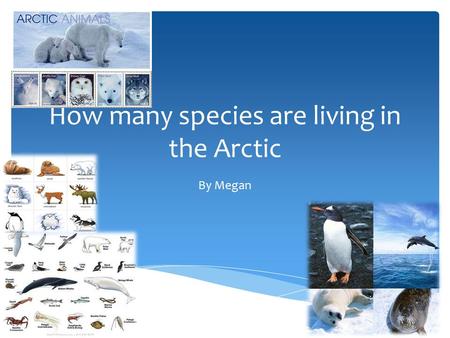How many species are living in the Arctic By Megan.