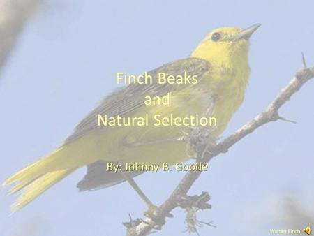 Finch Beaks and Natural Selection By: Johnny B. Goode Warbler Finch.
