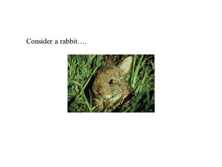 Consider a rabbit….. What types of characteristics could a rabbit have that would make it NOT good at surviving? slow doesn’t blend in to its surroundings.