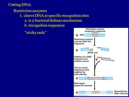Cutting DNA: Restriction enzymes 1. cleave DNA at specific recognition sites a. is a bacterial defense mechanism b. recognition sequences “sticky ends”