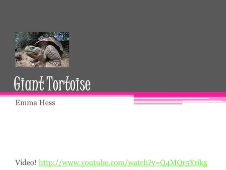 Giant Tortoise Emma Hess Video!