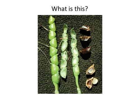 What is this?. Teosinte grass This slide from:  Previous slide from: