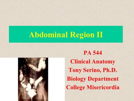 Abdominal Region II PA 544 Clinical Anatomy Tony Serino, Ph.D.