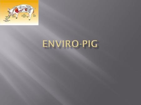  Enviro-Pigs are genetically enhanced line of Yorkshire pigs.  They are developed by researchers to oozes more environmental friendly waste.  It contain.