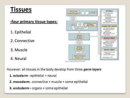 Tissues -four primary tissue types: 1. Epithelial 2. Connective 3. Muscle 4. Neural -however: all tissues in the body develop from three germ layers 1.