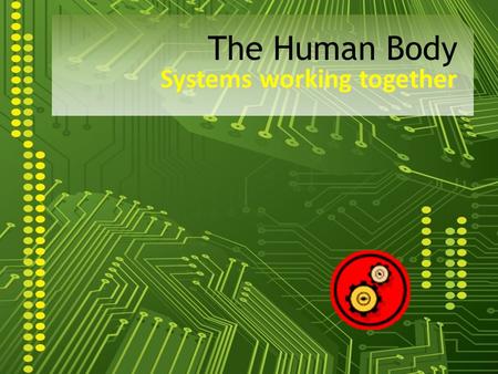 Systems working together The Human Body. Humans Have Systems For:  Movement/Support/Protection  Digestion  Circulation  Respiration  Excretion (Waste.