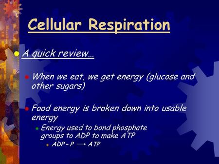 Cellular Respiration  A quick review…  When we eat, we get energy (glucose and other sugars)  Food energy is broken down into usable energy  Energy.