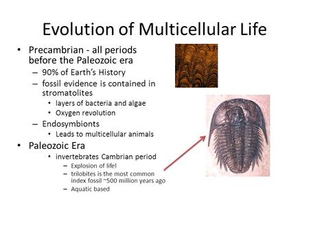 Evolution of Multicellular Life Precambrian - all periods before the Paleozoic era – 90% of Earth’s History – fossil evidence is contained in stromatolites.