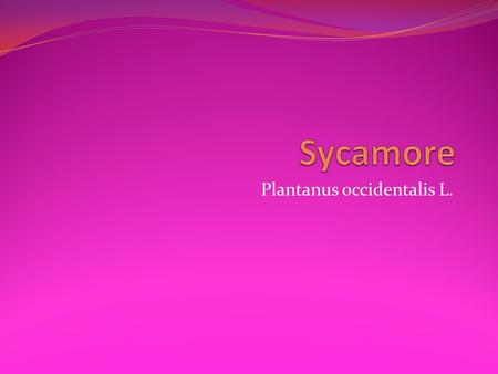 Plantanus occidentalis L.. Classification Kingdon: Plantae Subkingdom: Tracheobionta Superdivision: Spermatophyta Division: Magnoliophyta Class: Magnoliopsida.