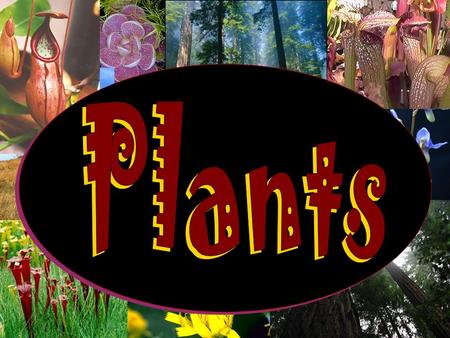 What were some things you learned from the Plant Reading Guide? What makes plants different from other organisms?