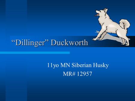 “Dillinger” Duckworth 11yo MN Siberian Husky MR# 12957.