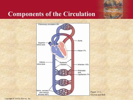Components of the Circulation