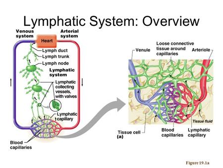 Lymphatic System: Overview Figure 19.1a. Lymphatic System: Overview Consists of three parts –A network of lymphatic vessels –Lymph nodes scattered throughout.
