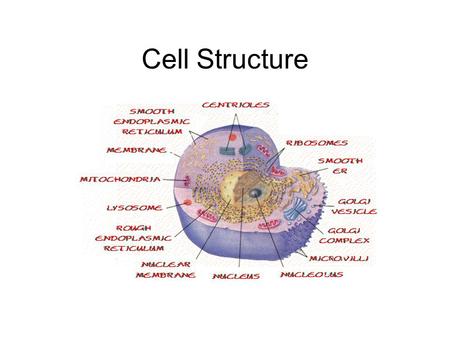 Cell Structure Cell Boundaries - Plasma Membrane.